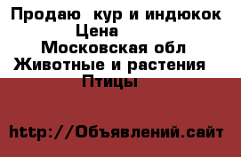 Продаю, кур и индюкок › Цена ­ 300 - Московская обл. Животные и растения » Птицы   